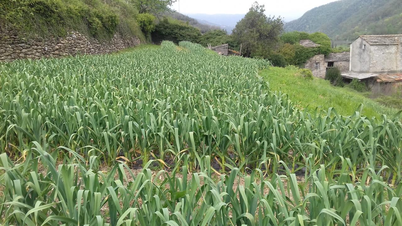 Azienda Agrituristica Villa Arianna Imperia Kültér fotó